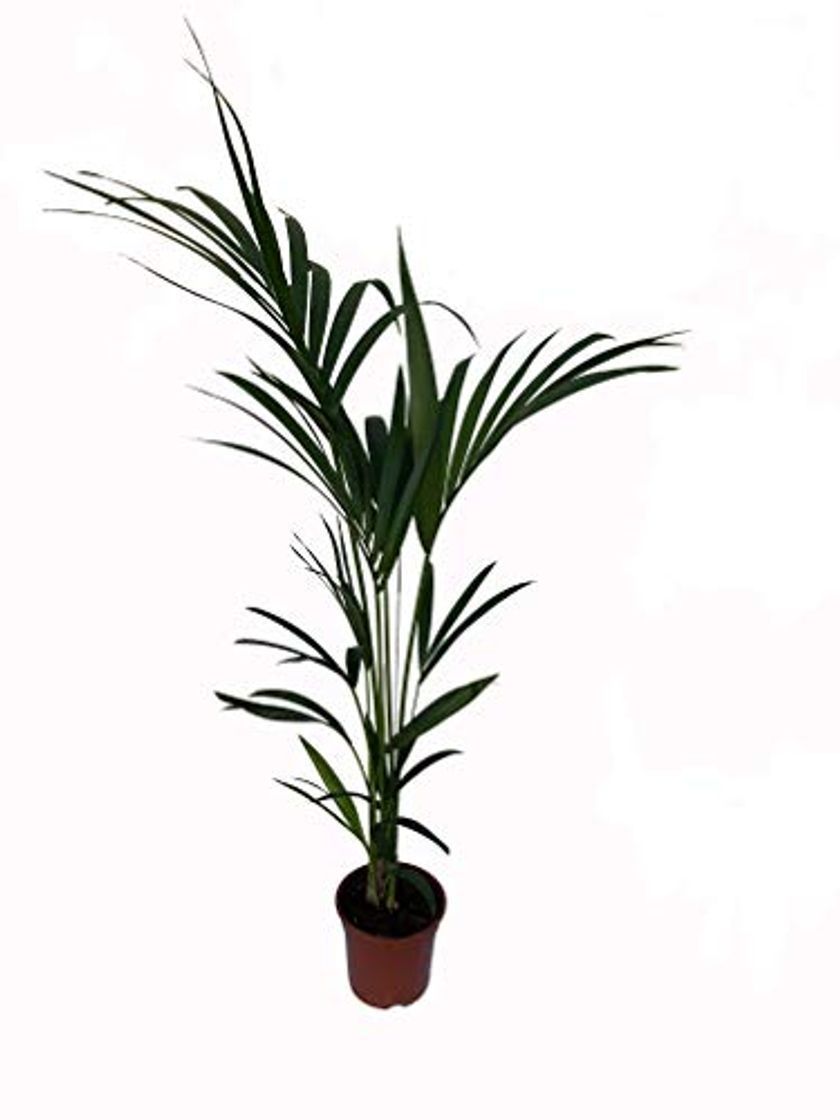Social Kentia - Palmera de interior - Maceta 19cm. - Altura aprox.1,10m. -