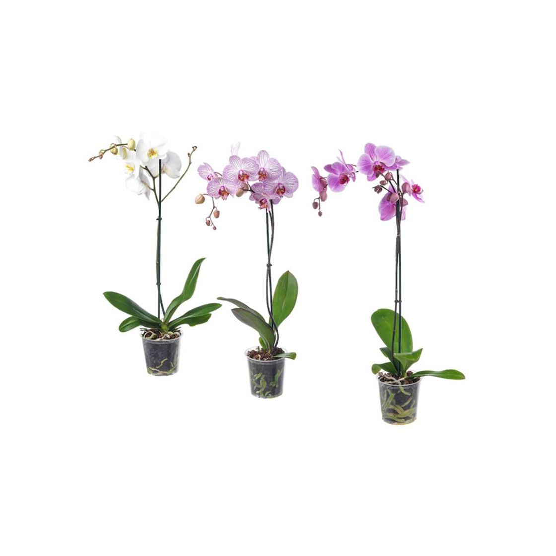 Producto Phalaenopsis 