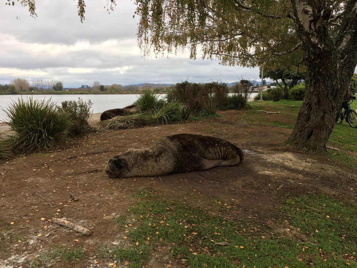 Place Valdivia