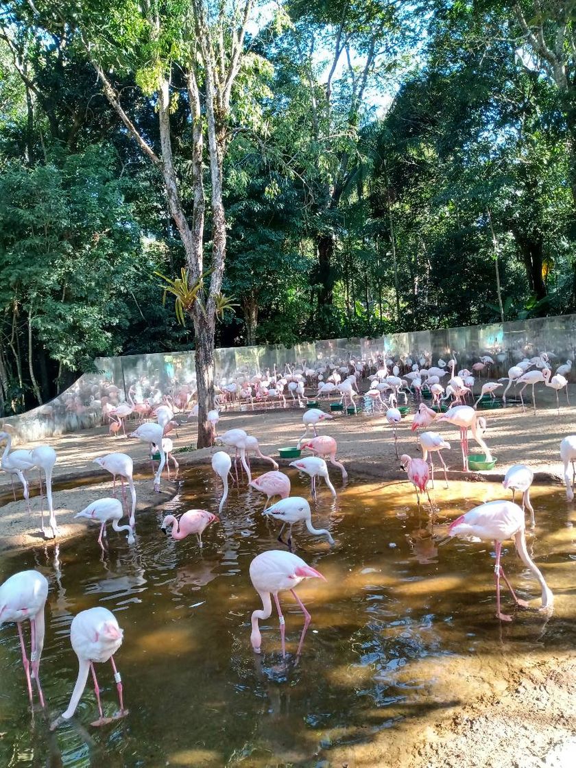 Place Parque das Aves