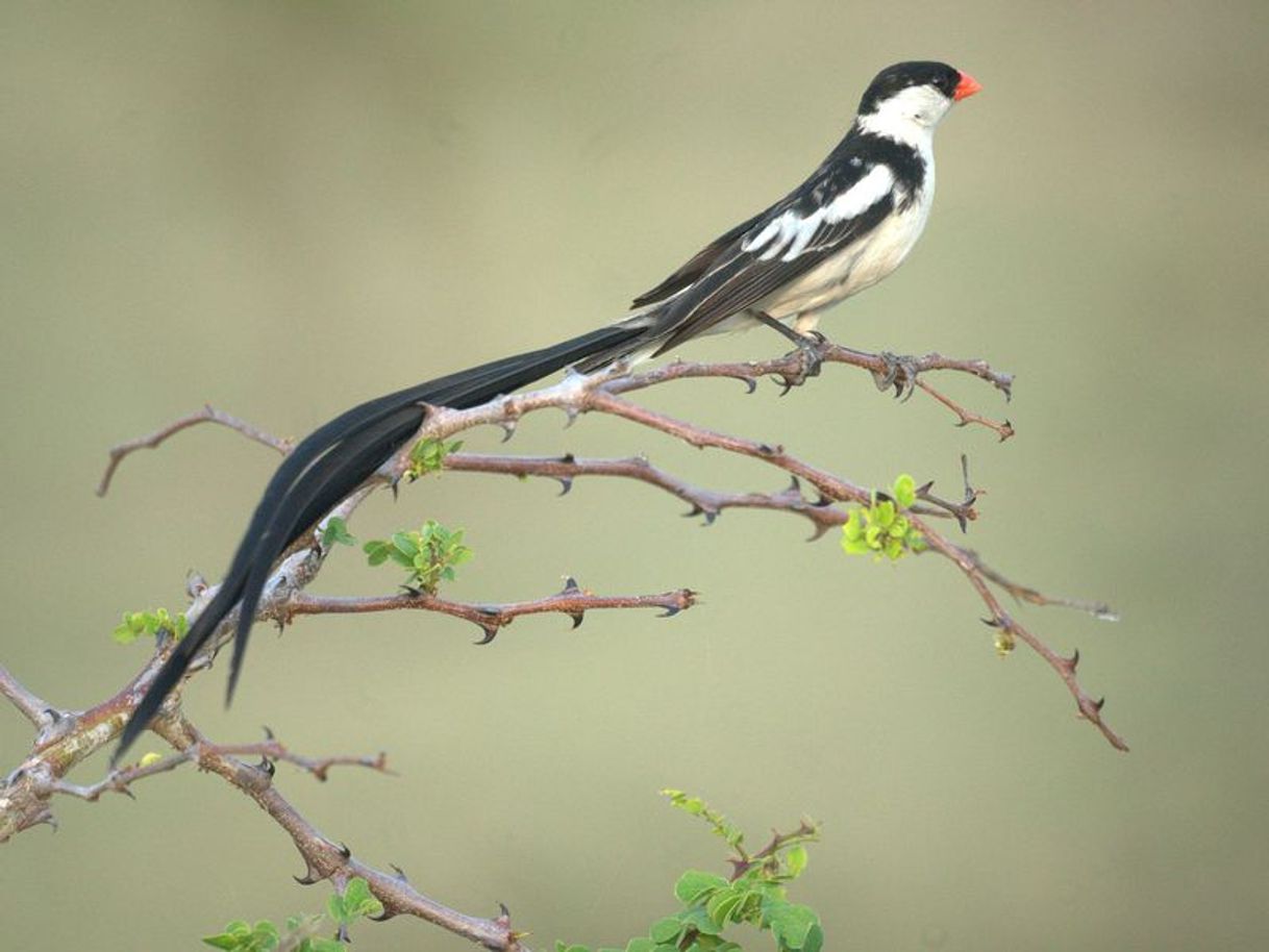 Moda Pin-Tailed Whydah