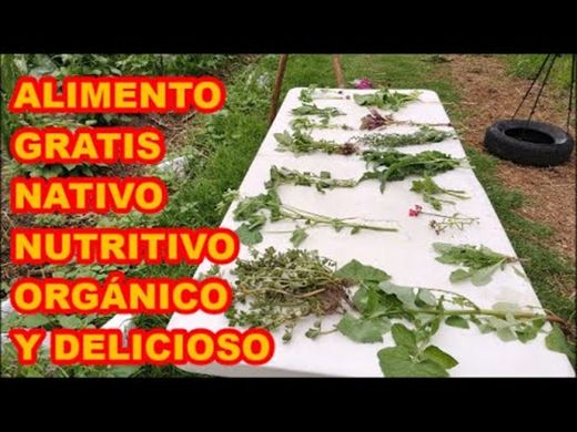 ALIMENTO A MANOS LLENAS SIN SEMBRAR 