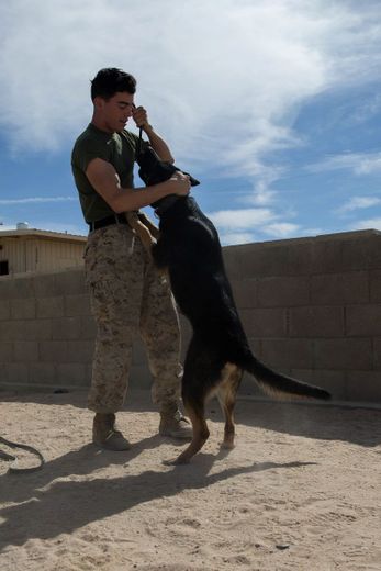 Working Dogs k9 Mexico - Posts | Facebook