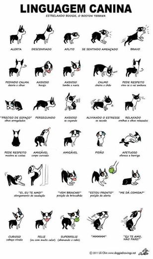 Linguagem canina 