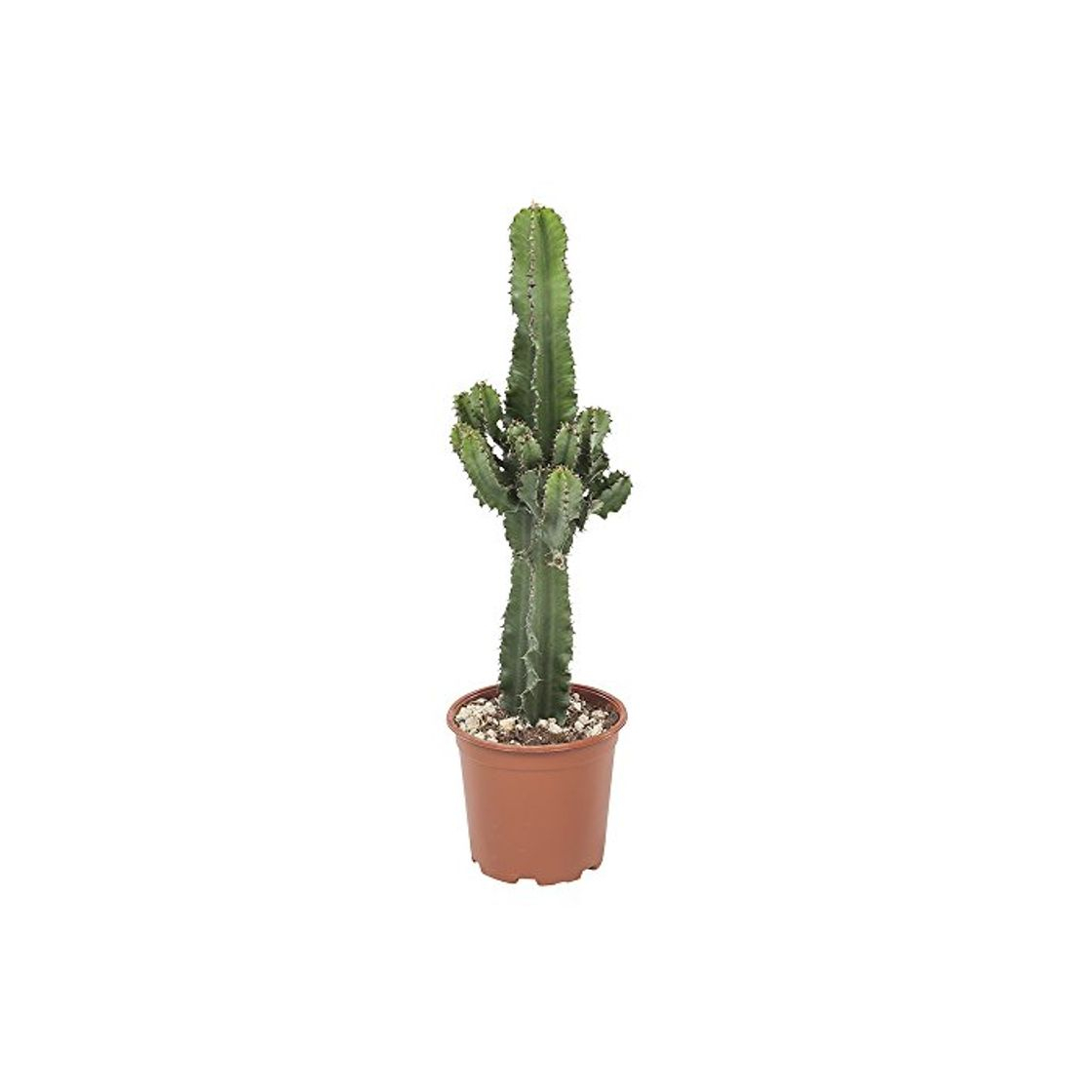 Product Botanicly - Cactus y suculentas