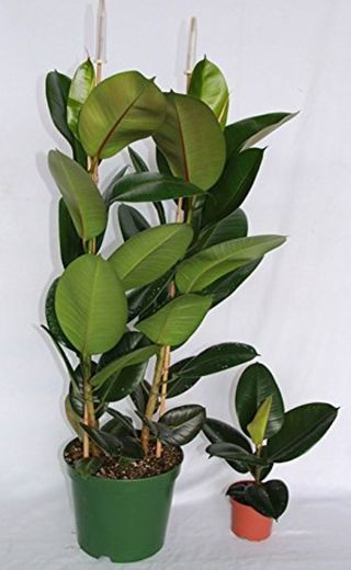 Ficus Robusta
