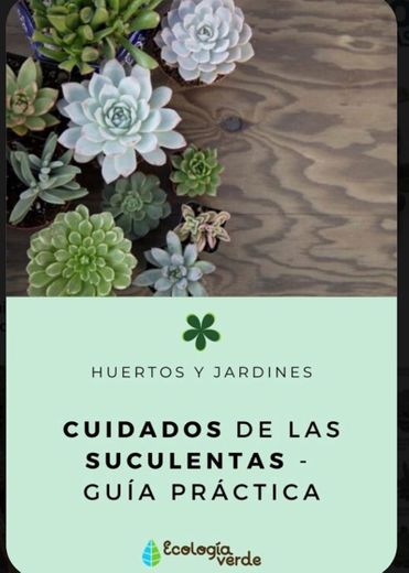 Tips para cuidar suculentas 🌱