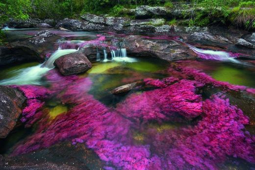 Caño Cristales