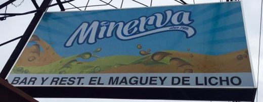 El Maguey de Licho