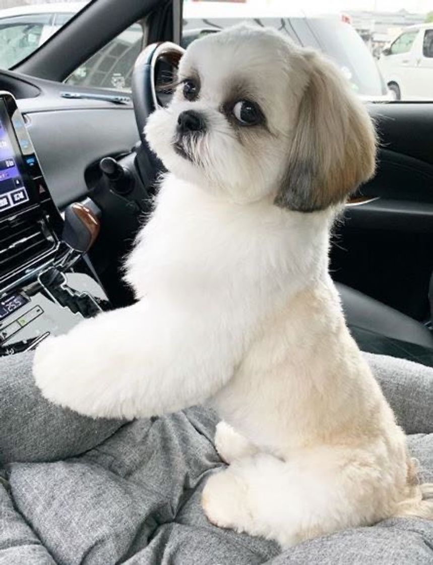 Social Só cute 