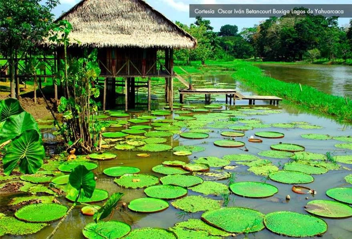 Place Amazonas. " El pulmón del mundo"