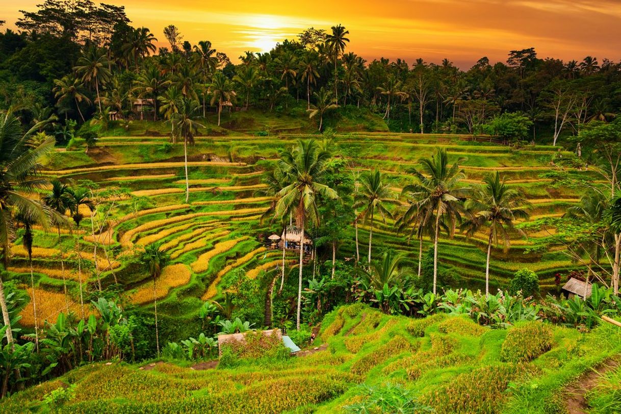 Place Ubud