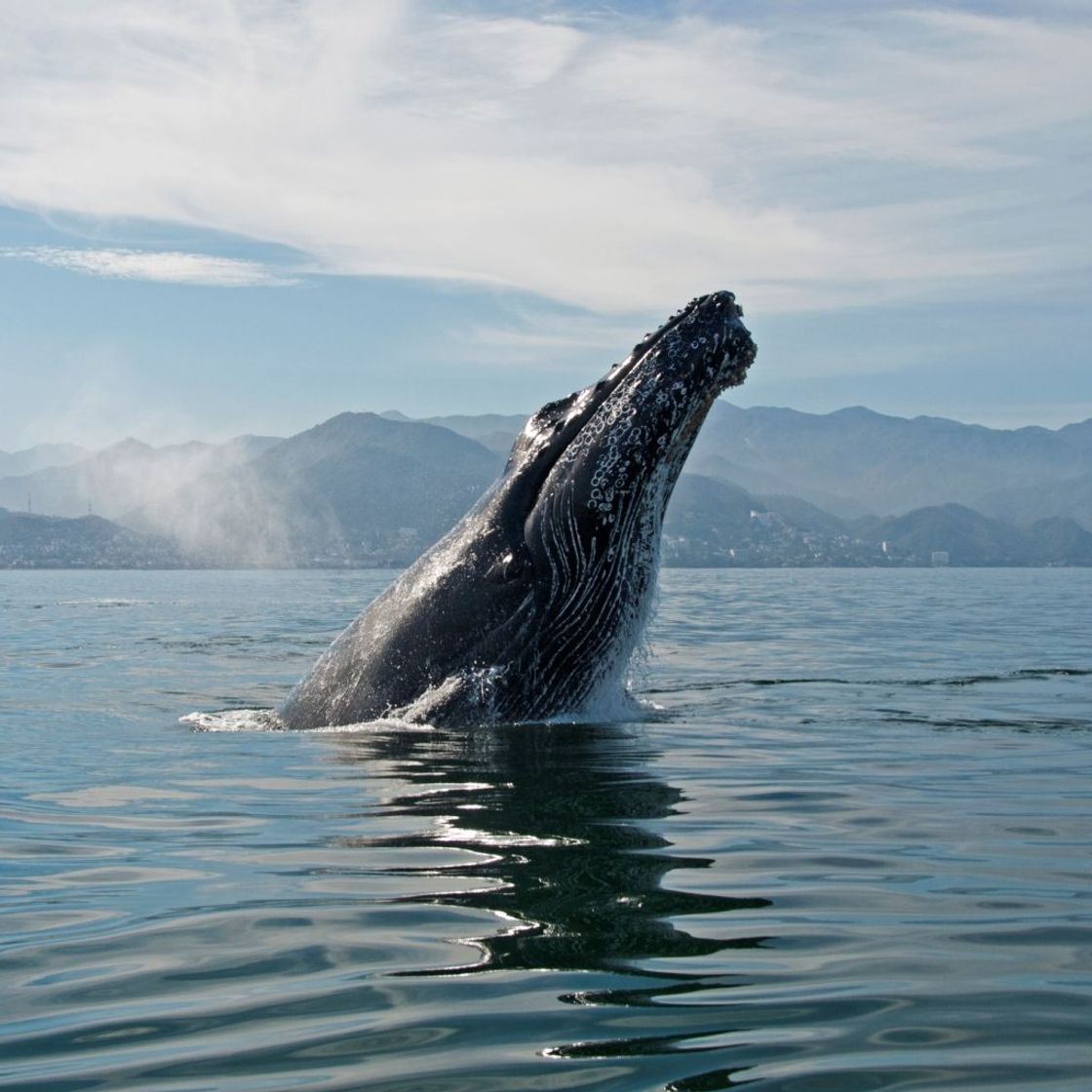 Lugares Oceanfriendly Whale Watching Tours