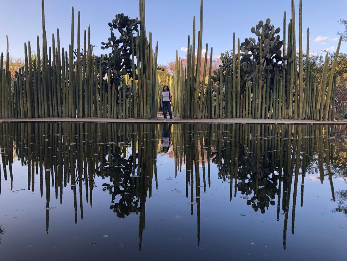 Lugar Jardín Etnobotánico de Oaxaca