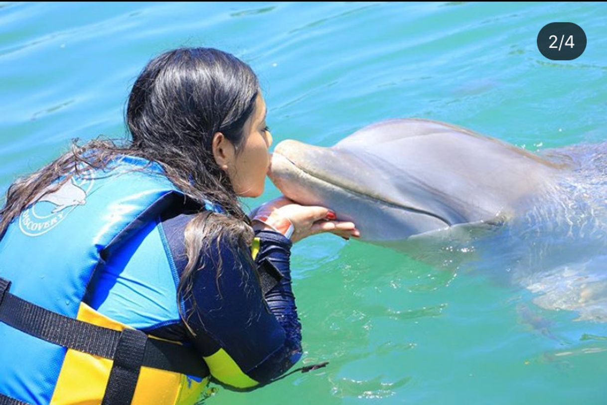 Place Dolphin Discovery Los Cabos