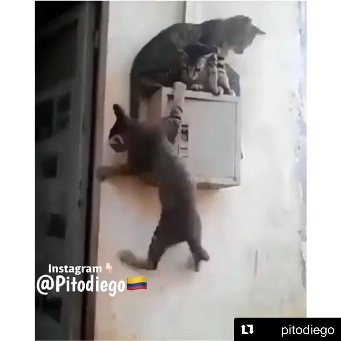 Social Doblajes chistosos de animales