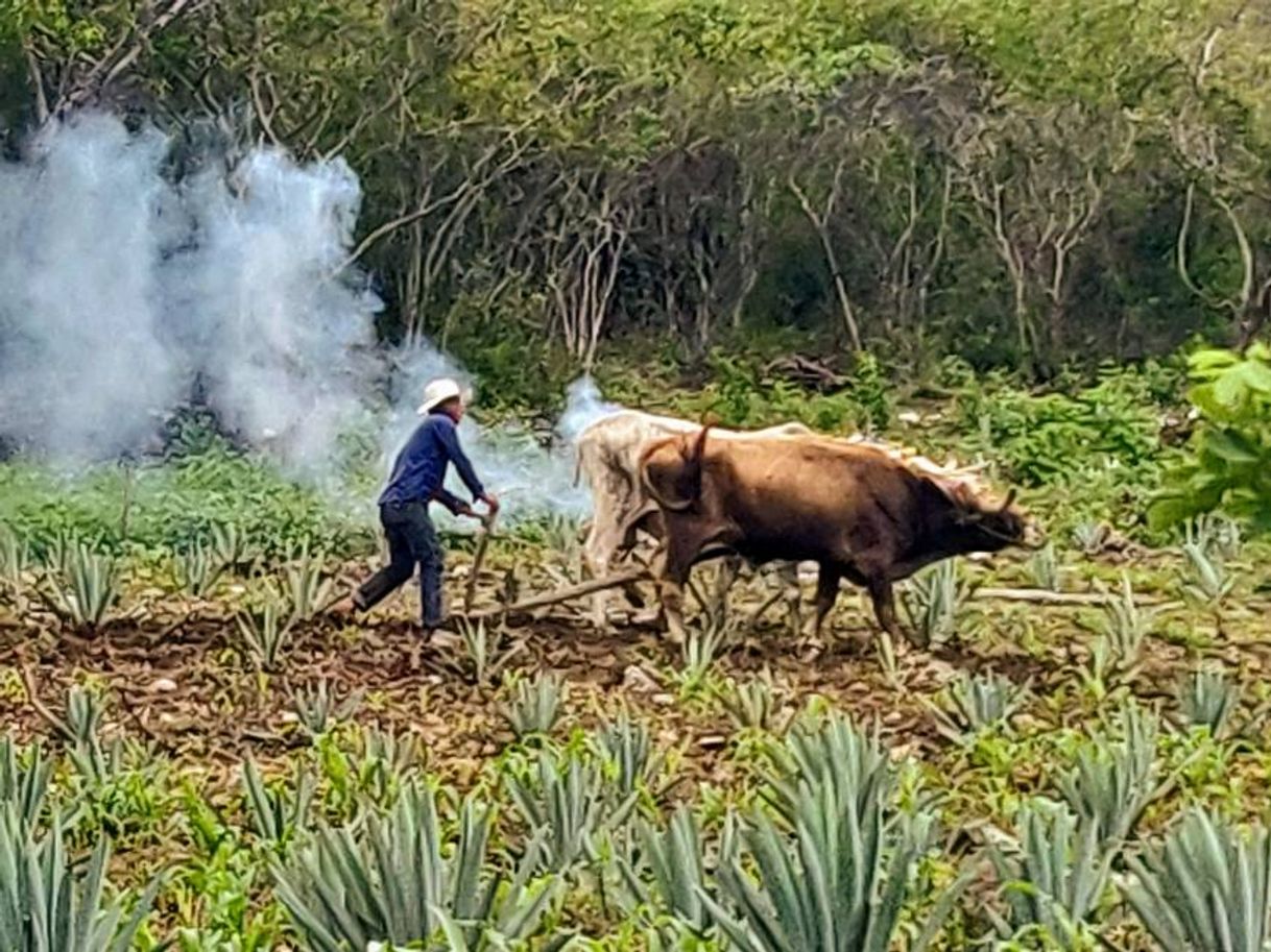 Lugar Sierra de Juárez