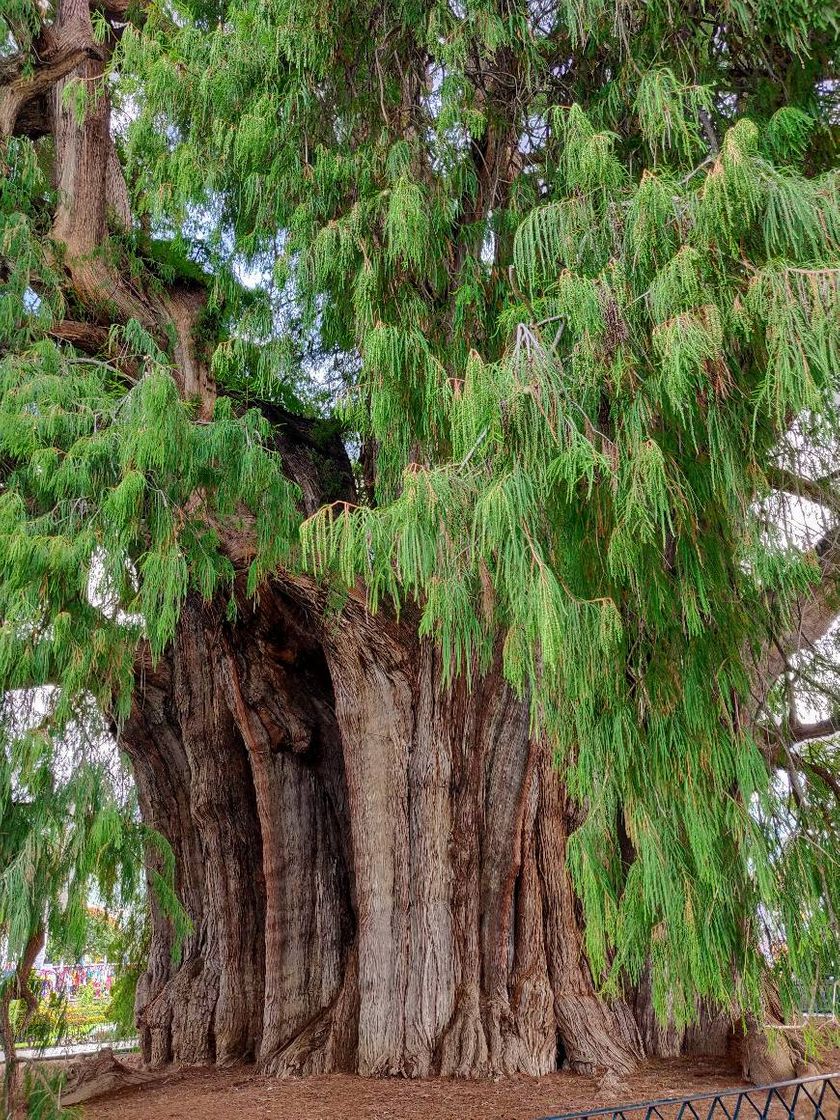 Lugar Árbol del Tule