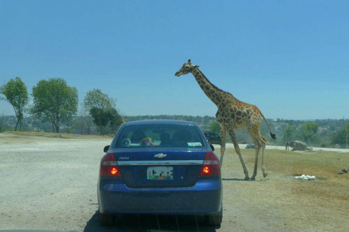 Place Africam Safari