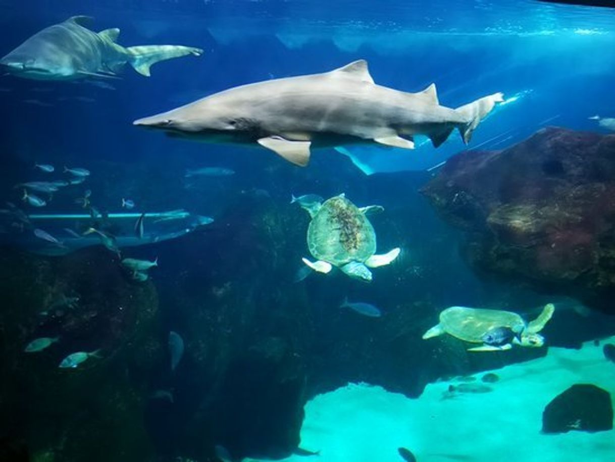 Place Acuario de Gijón