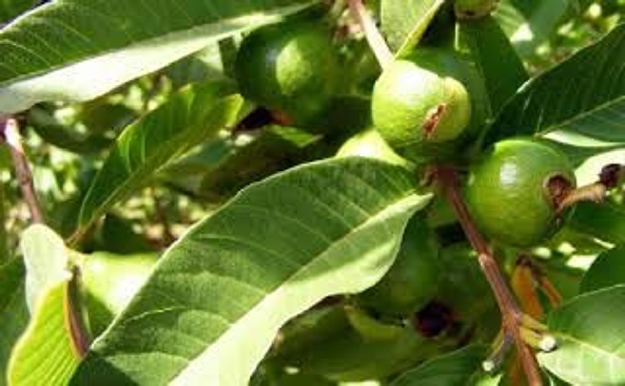 Fashion Infusión de hojas de guayaba para el cabello.