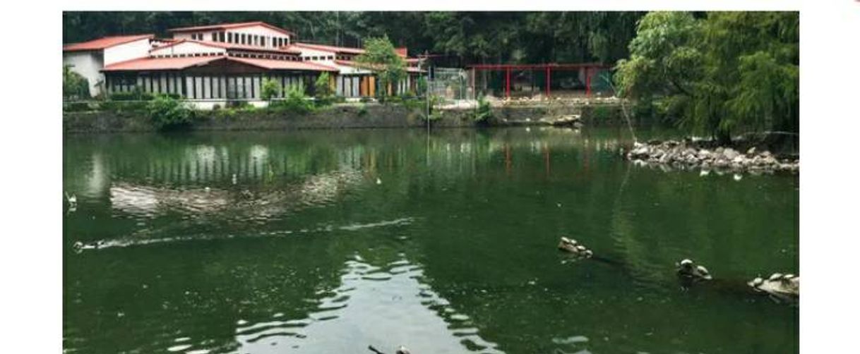 Social Piedra Encandata Tlalpan