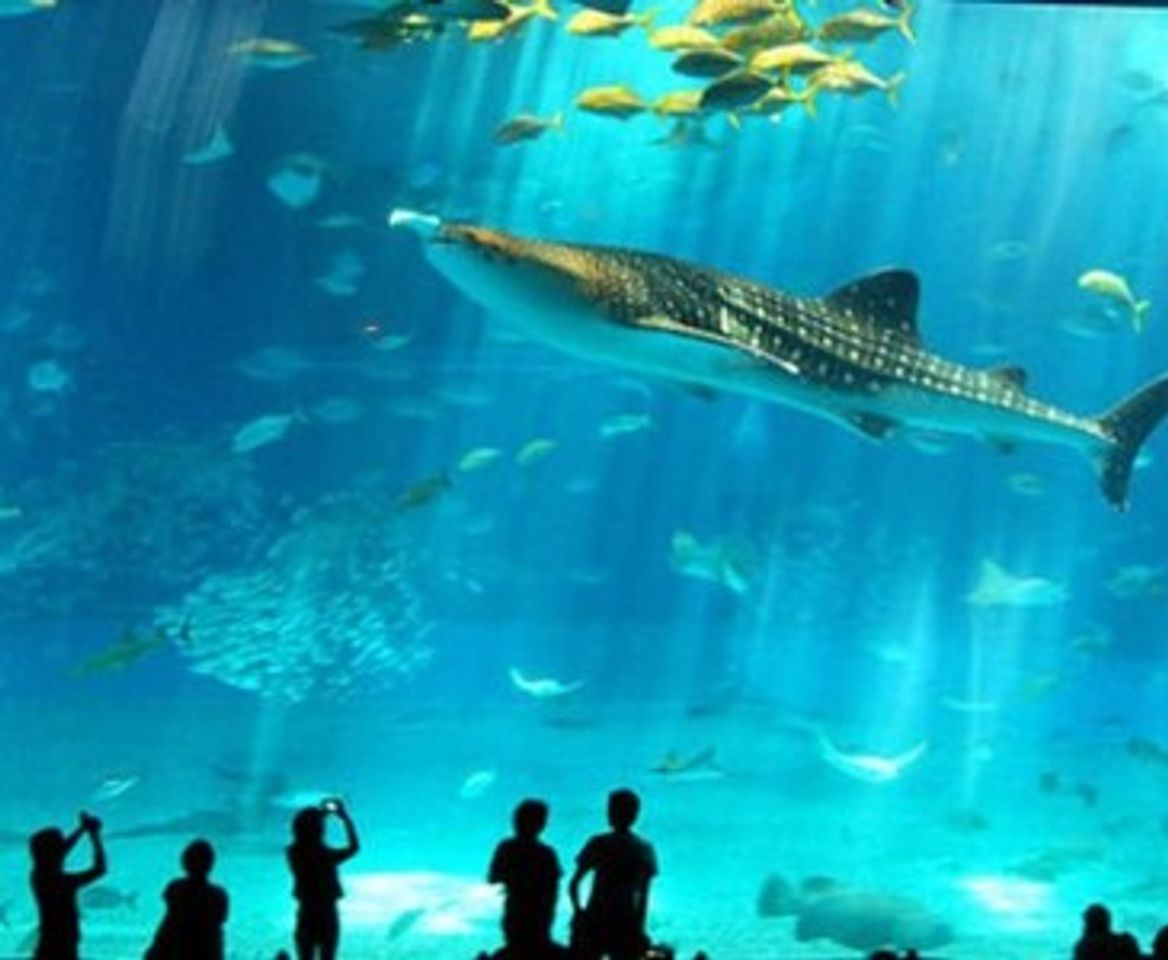 Place Acuario Inbursa