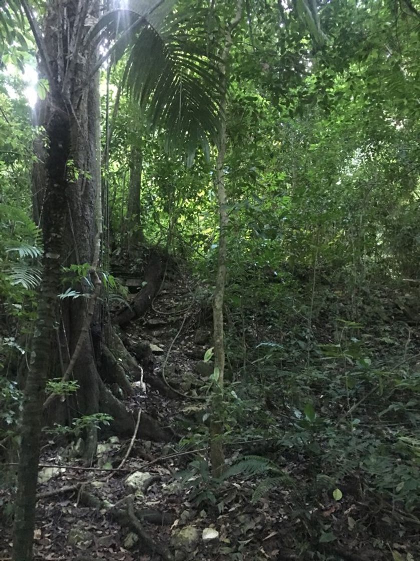 Place Selva La Candona
