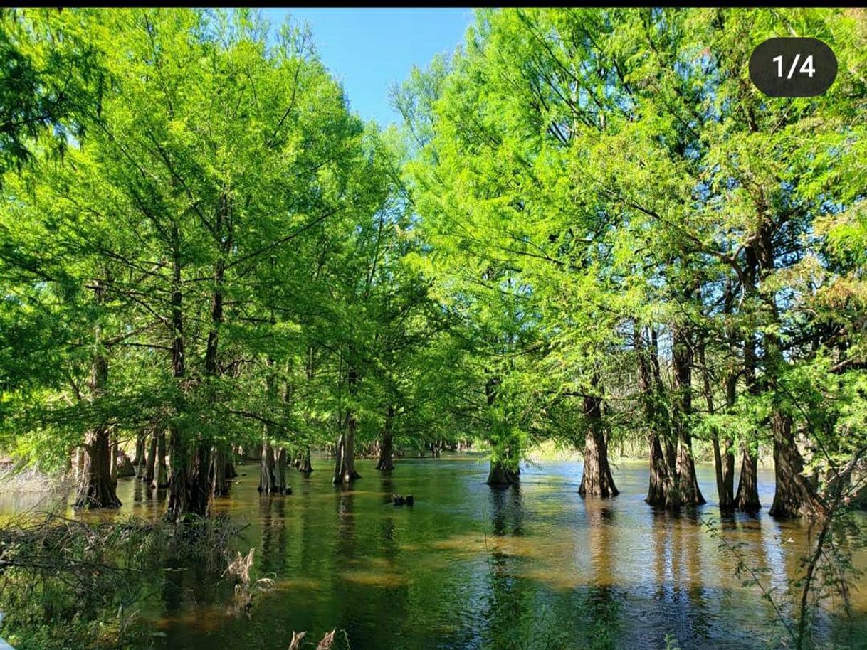 Lugar Los sabinos