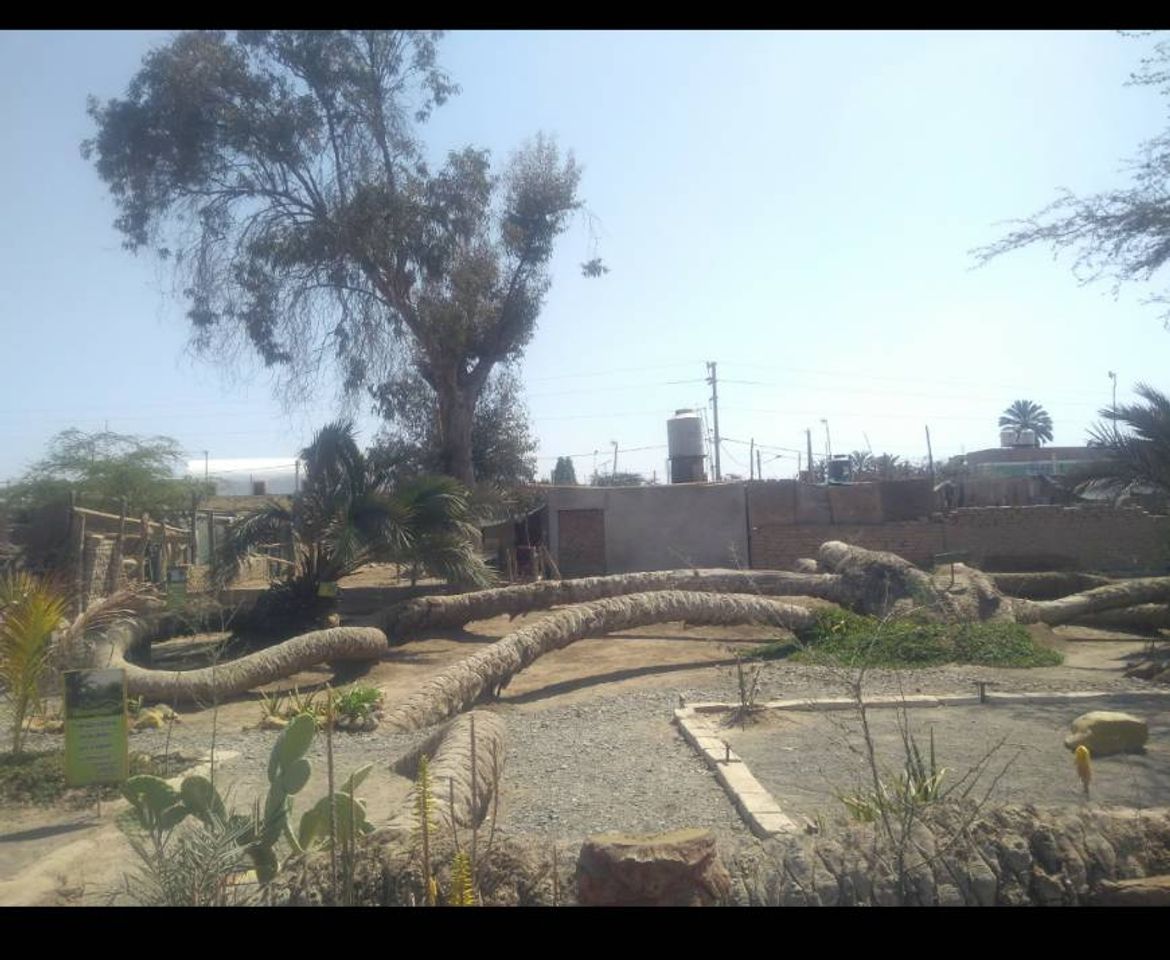 Lugar Palmera de 7 cabezas