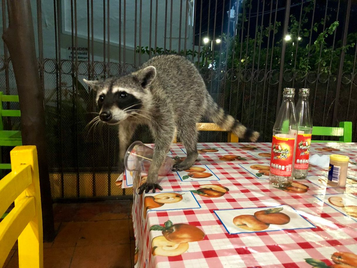 Restaurantes Taquería Los Mapaches