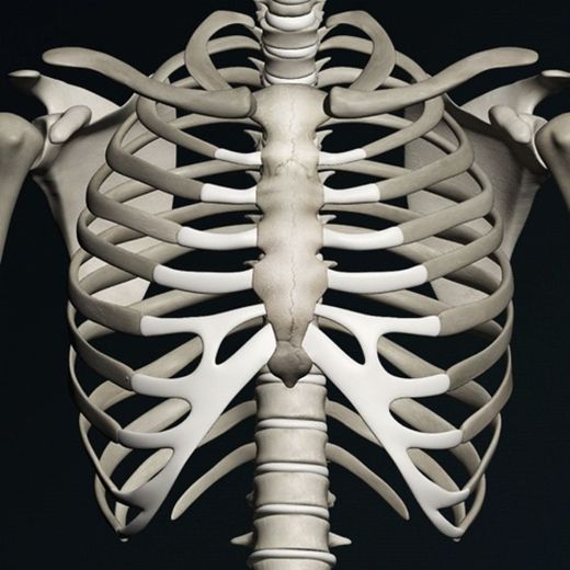 Bones 3D (Anatomy)
