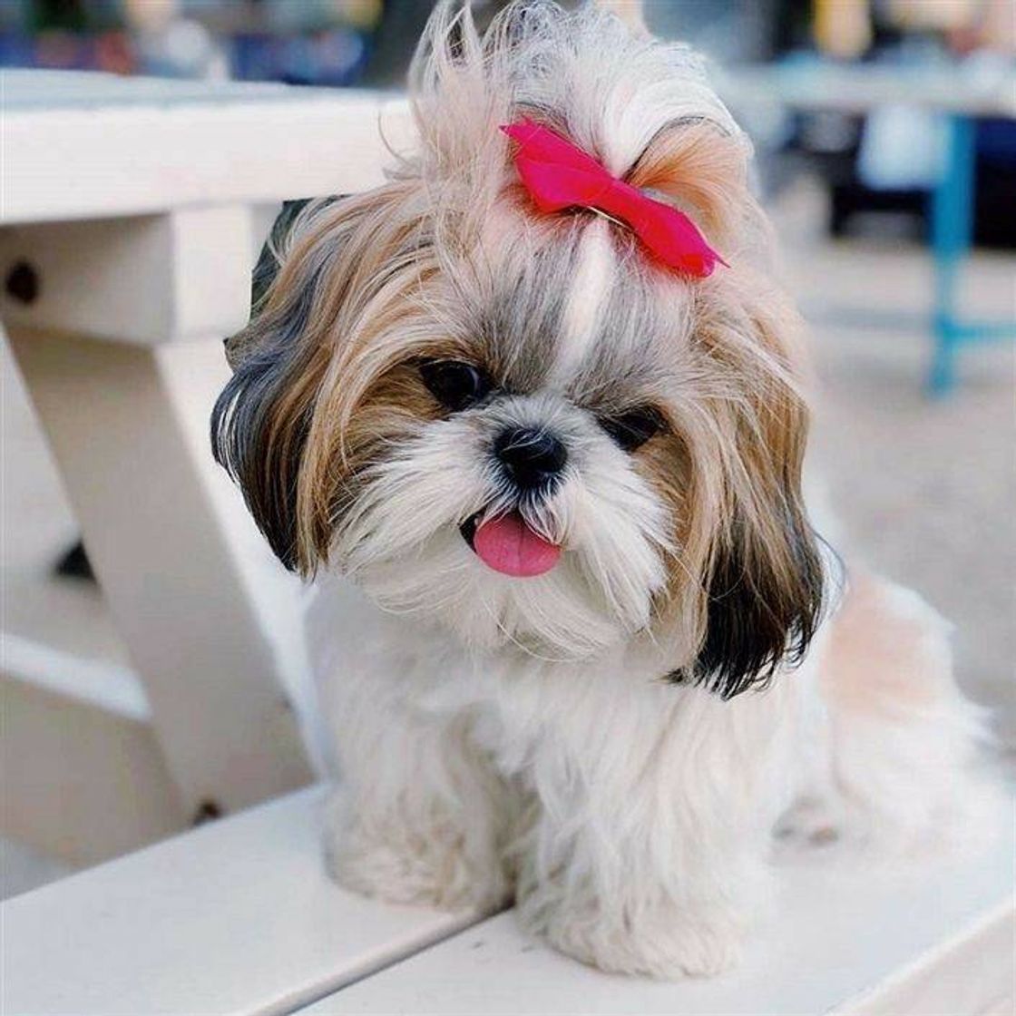 Shih-Tzu