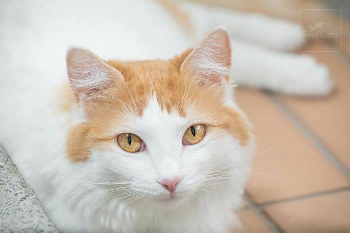 Fashion Turkish Van 