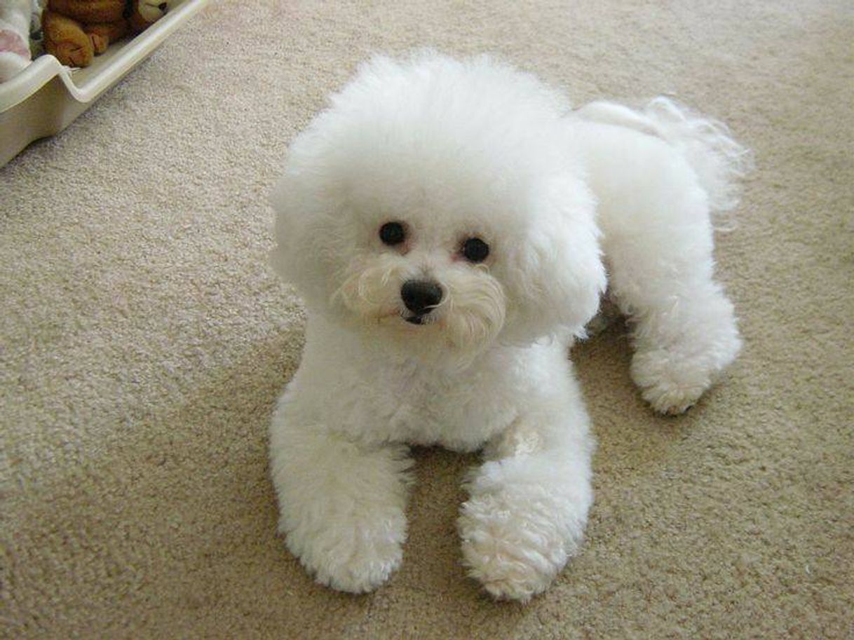 Fashion Bichon Frise