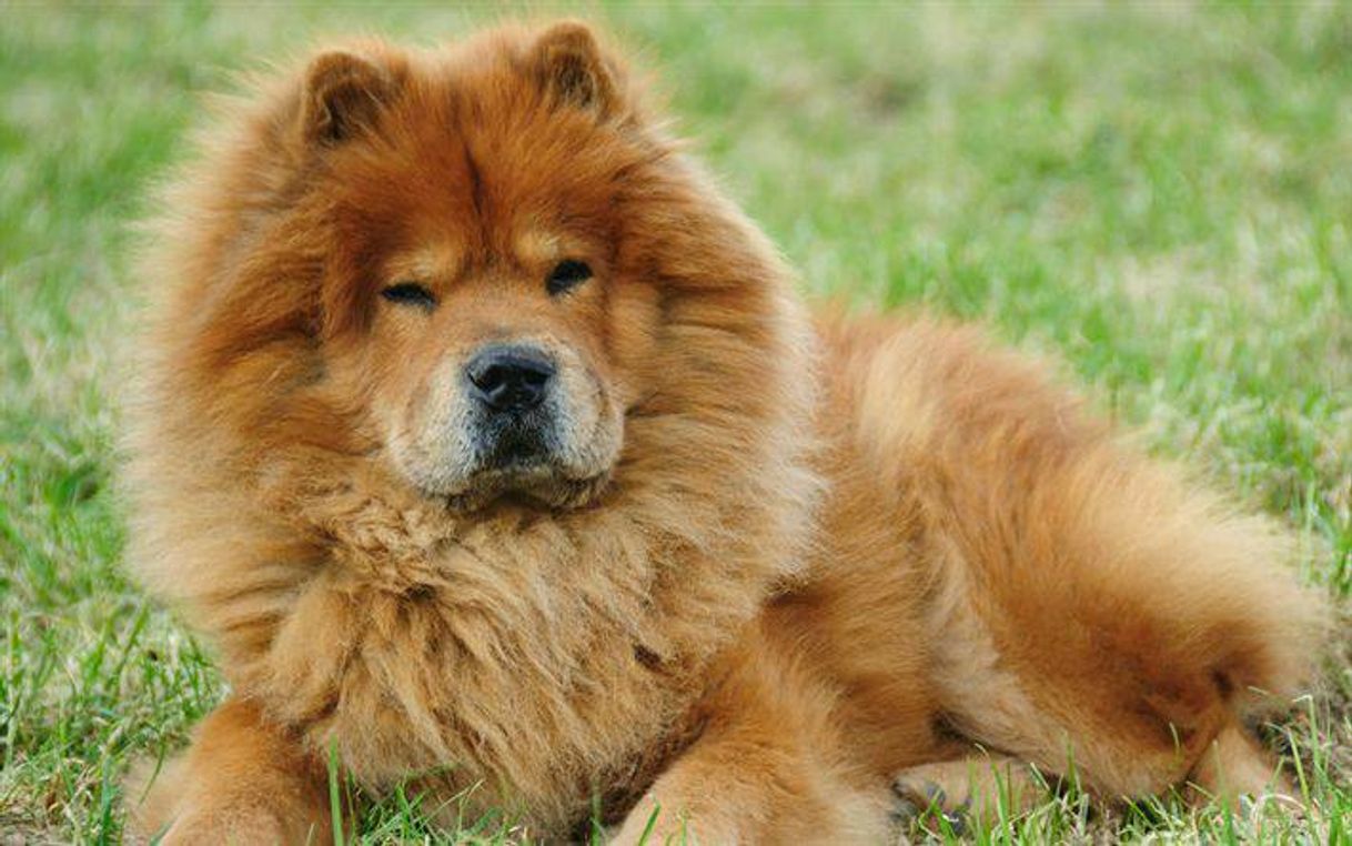 Fashion Chow chow