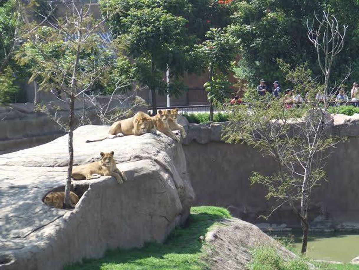 Place Zoológico San Juan de Aragón