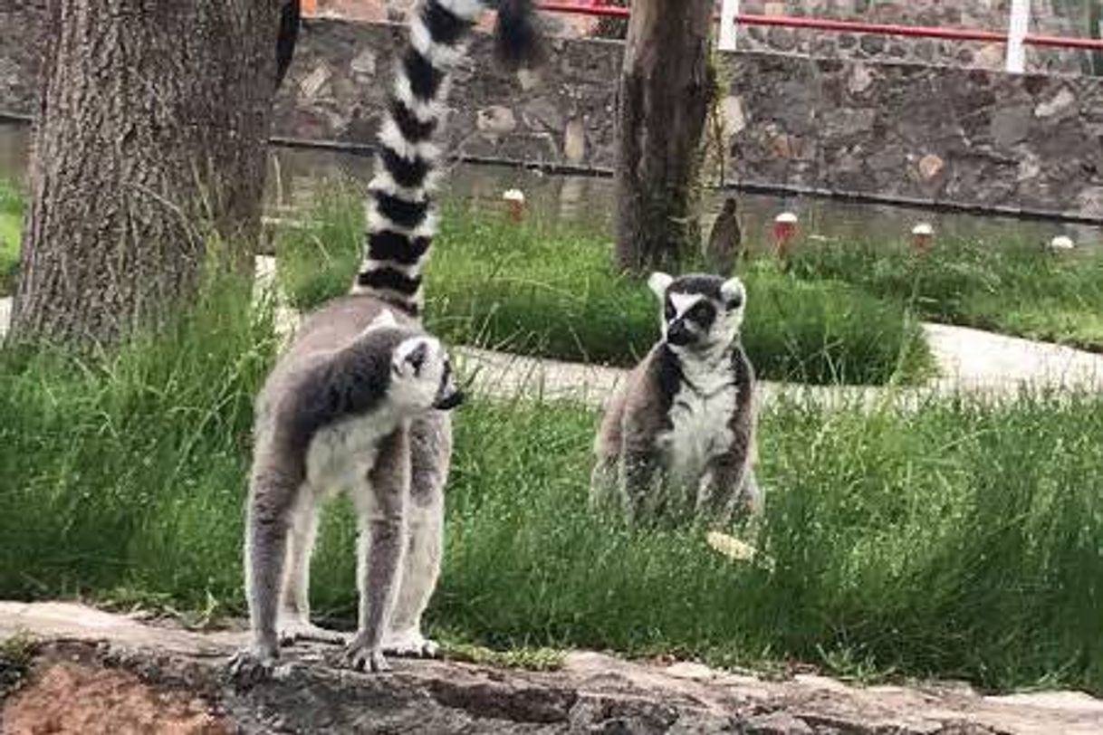 Place Mundo Granjero y Zoológico