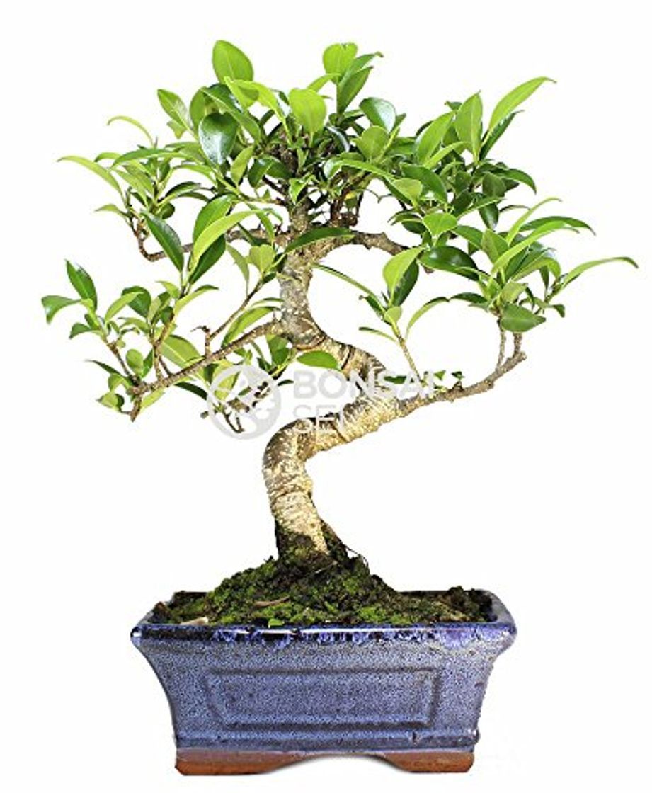 Producto Bonsai - Ficus, 6 Años