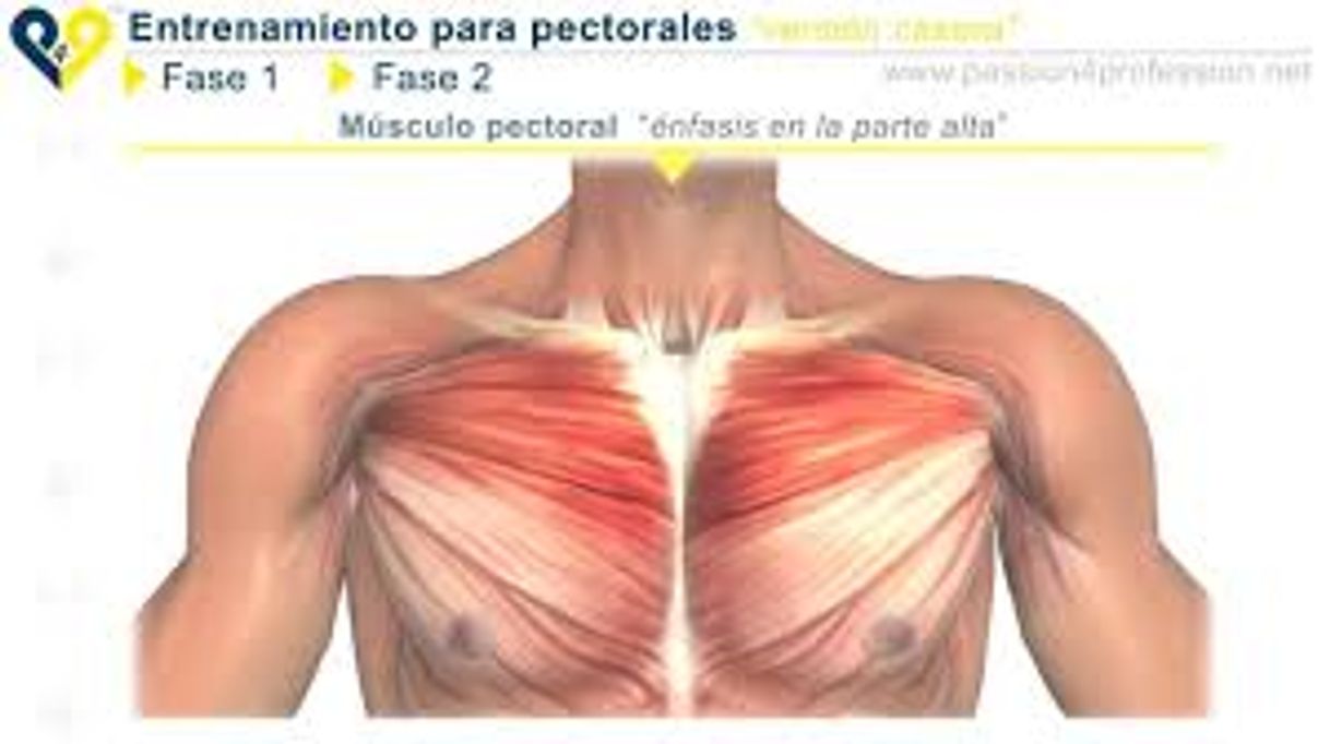 Moda Entrenamiento para pectorales