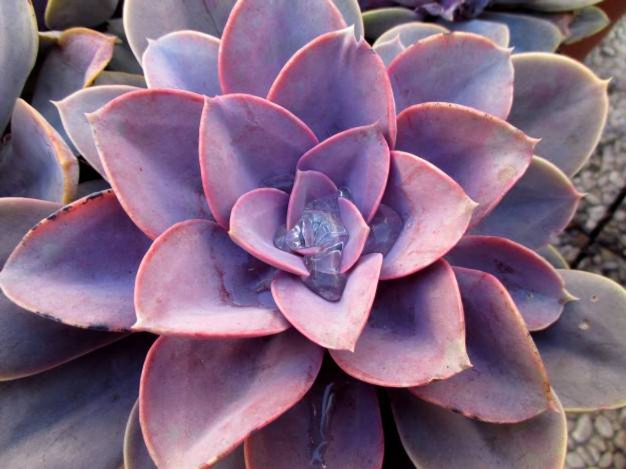 7 tipos de Echeveria y sus cuidados. 