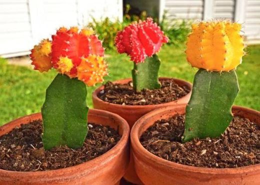 ¿CÓMO HACER INJERTO DE CACTUS? 