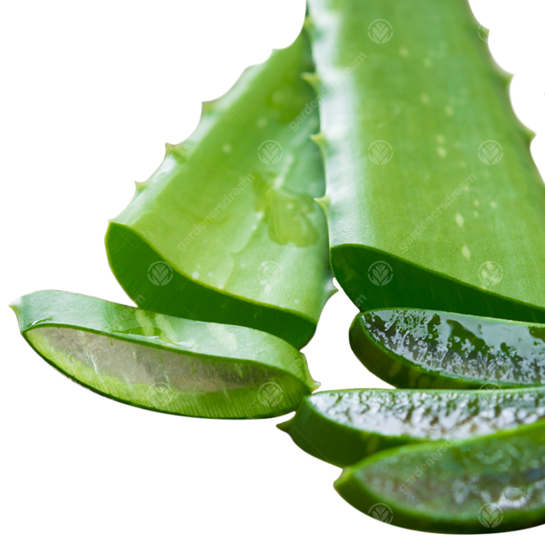 Moda Aloe Vera