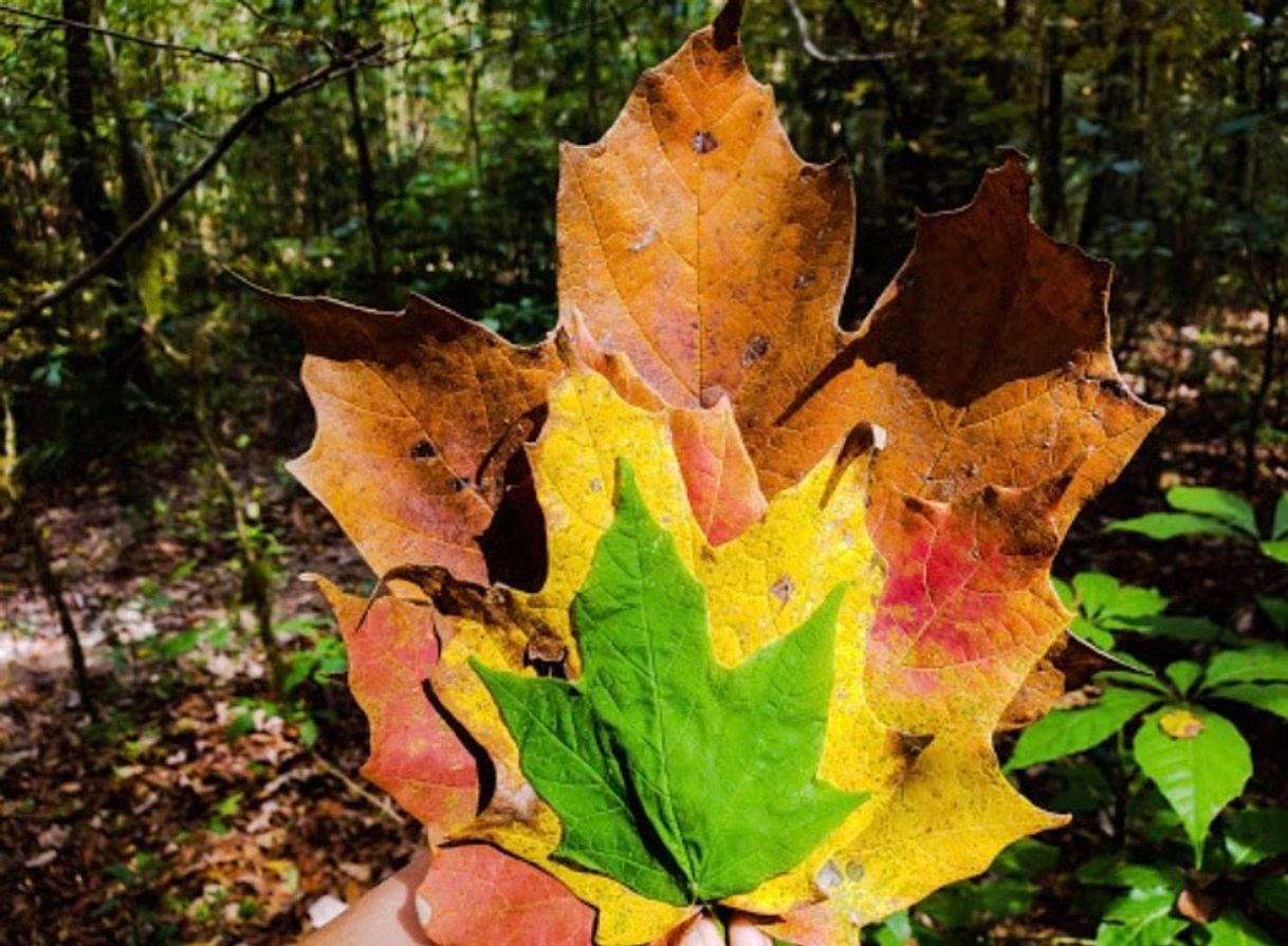 Place Bosque de Arce, Bosque de Maple