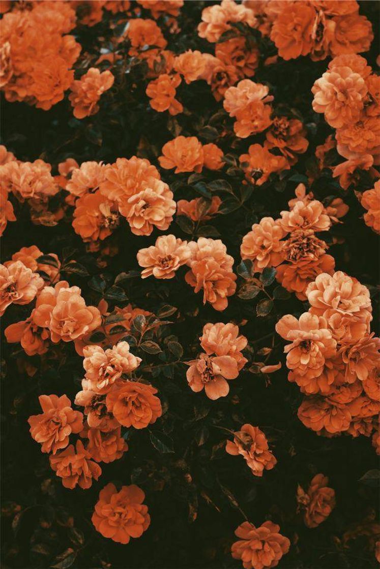 Social Wallpaper