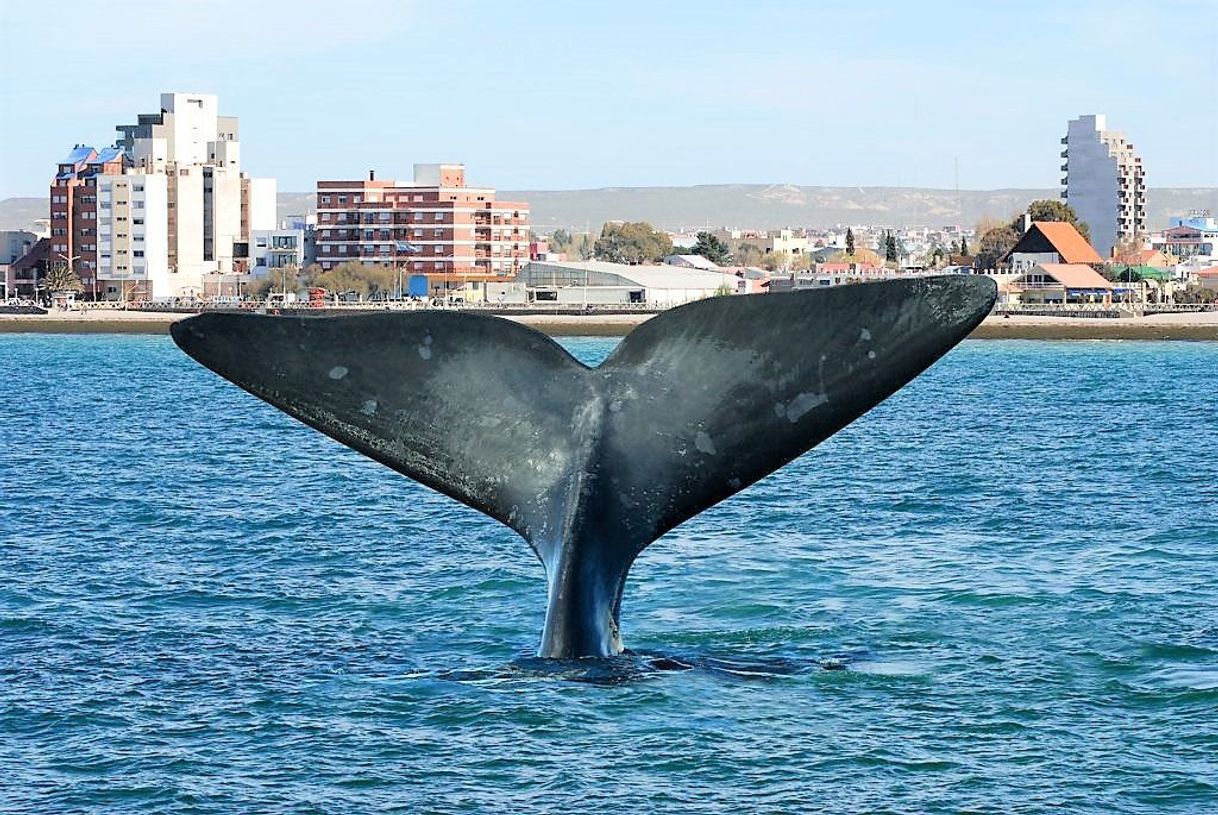 Lugar Puerto Madryn