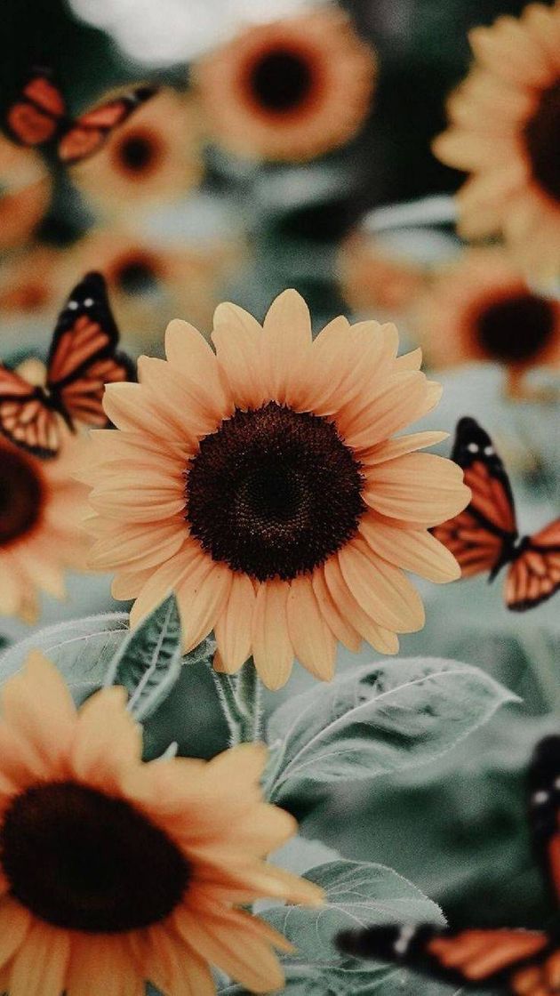 Fashion Primeira foto da minha coleção de wallpaper 🌻