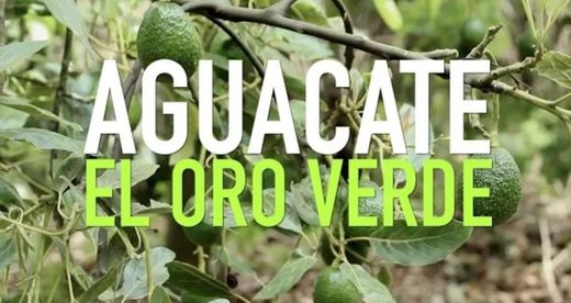 Aguacate: el oro verde de Malinalco