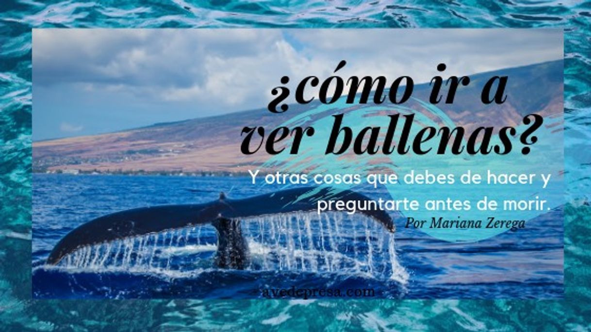 Places ¿Cómo ir a ver ballenas? Esto debería ir en tu bucketlist