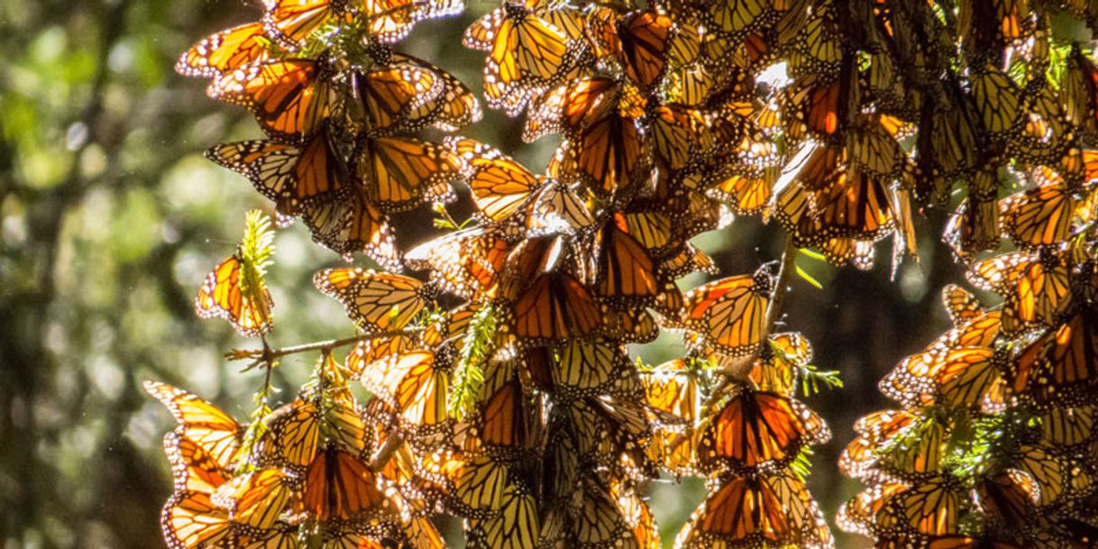 Place Reserva de la Biósfera Santuario Mariposa Monarca